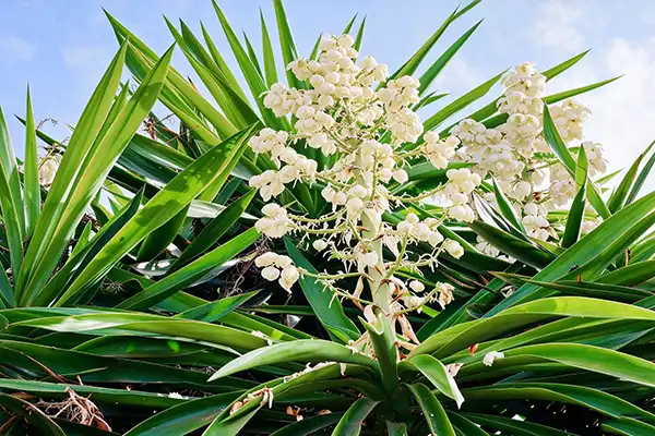 Top Yucca Extract Uses in Animal Feed and Pet Nutrition